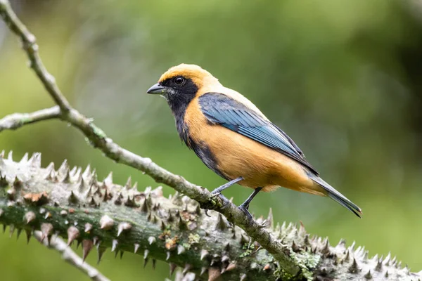 Yeşil Atlantik Yağmur Ormanı Dalında Güzel Sarı Siyah Tropikal Kuş — Stok fotoğraf