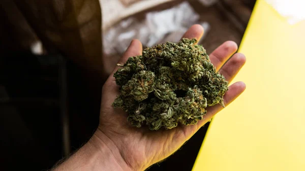 Kontroll Färska Marijuana Knoppar Manliga Händer — Stockfoto