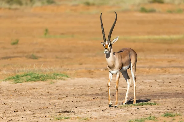 One Grant Gazelle Fica Meio Paisagem Gramada Quênia — Fotografia de Stock