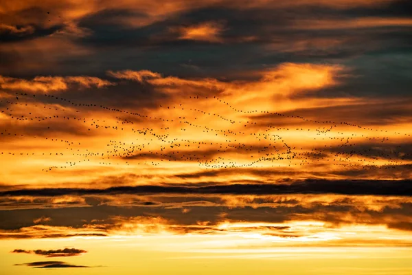 Eine Riesige Schar Sandhügelkraniche Fliegt Durch Das Ländliche Nebraska — Stockfoto