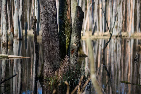 德国柏林附近一个湖中的树桩 — 图库照片