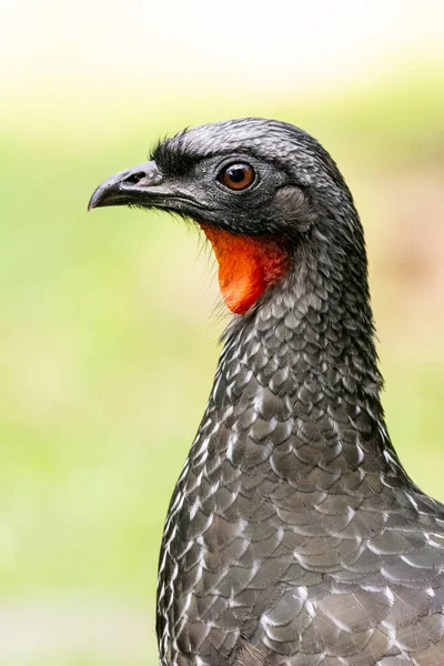 Черная Птица Красным Горлом Зеленом Атлантическом Рейве Серринья Аламбари Гора — стоковое фото
