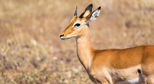 Een Antilope Midden Savanne Van Kenia — Stockfoto