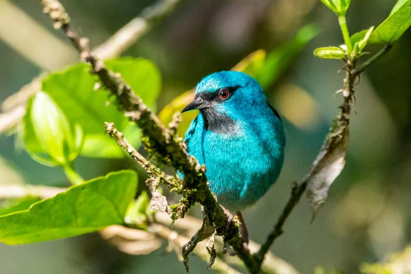 Krásný Barevný Modrý Tropický Pták Zelené Větvi Atlantského Deštného Pralesa — Stock fotografie