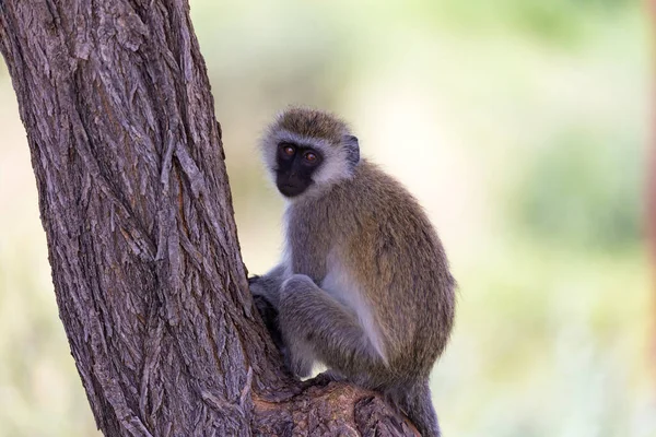 Singe Visage Noir Est Assis Sur Arbre — Photo