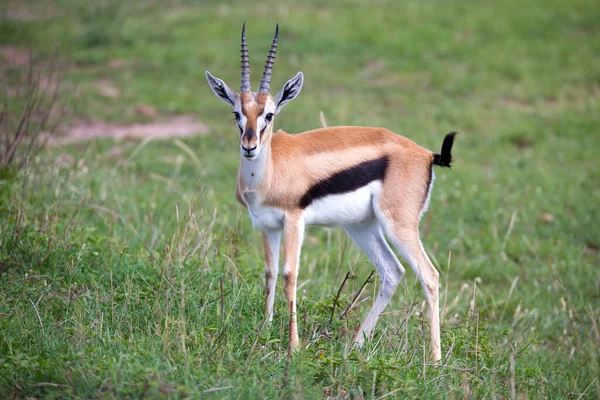 Uma Thomson Gazelle Savana Queniana Meio Uma Paisagem Gramada — Fotografia de Stock