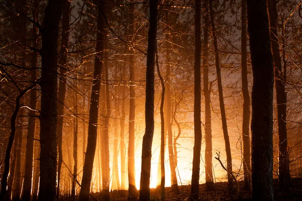 Gloeiend Bos Mistige Nacht Oranje Glow Files Licht — Stockfoto