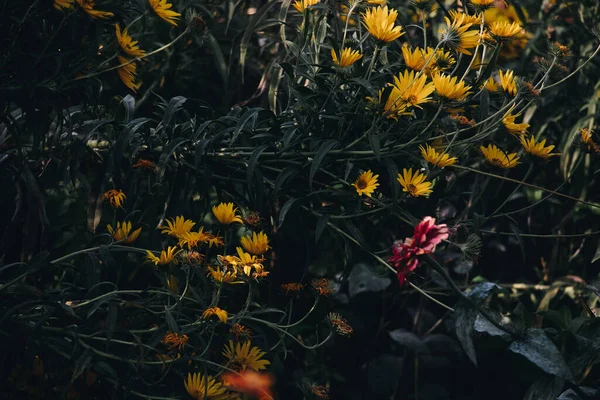 Prachtig Uitzicht Bloesembloemen Zomertuin — Stockfoto