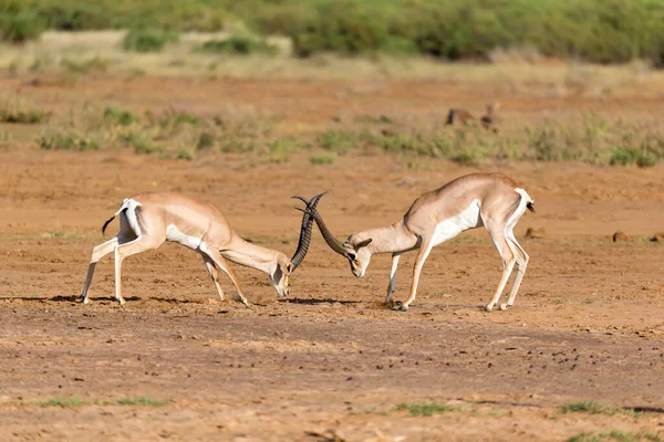 Battaglia Due Gazzelle Grant Nella Savana Del Kenya — Foto Stock