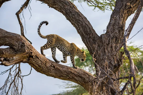 Leopardo Está Caminando Arriba Abajo Del Árbol Sus Ramas —  Fotos de Stock