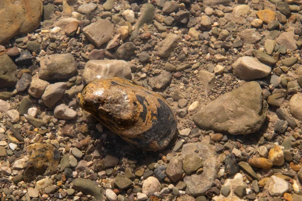 Fossilized Shell Creek San Juan Raya — Stockfoto