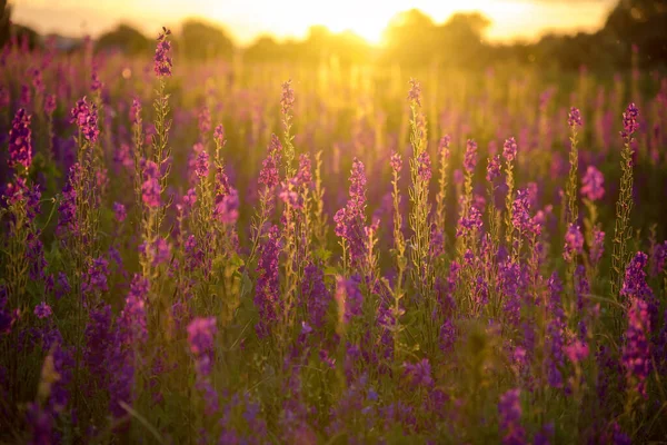 Wunderbarer Sonnenuntergang Fantastische Farbenfrohe Landschaft Mit Blauen Und Rosa Lupinenblüten — Stockfoto