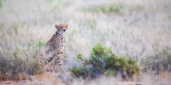 Gepard Siedzi Środku Trawy — Zdjęcie stockowe