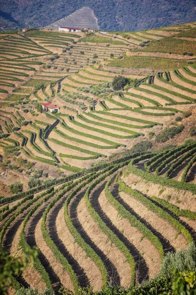 Les Plantations Thé Vue Aérienne — Photo