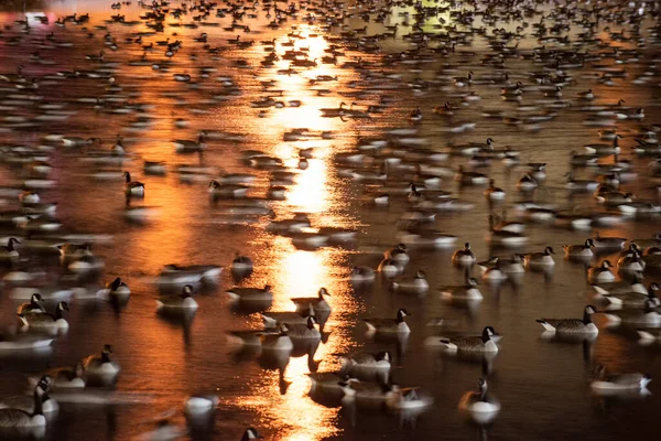 Canadian Geese Rest Migration Pond Umass Amhurst — стокове фото