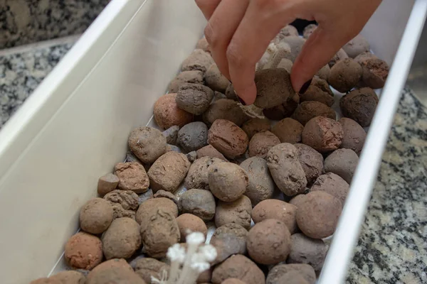 Woman handling expanded clay on a flower pot preparing for planting herbs — Stock Image Woman Handling Expanded Clay Flower Pot Preparing Planting Herbs Stock Image