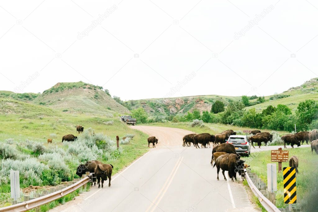 A herd of bison walk across a road in Theodore Roosevelt National Park