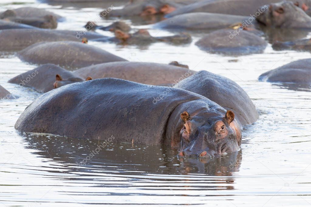 One hippopotamus sits in the water of a lake