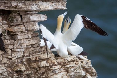 Kuzey Sümsük Kuşları İngiltere 'nin Doğu Yorkshire bölgesindeki Flamborough Head yakınlarındaki Bempton Kayalıkları' nın bir kısmında yuva yapıyor.