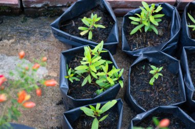 Çalı üzerinde güzel kırmızı nar çiçeği, stok fotoğrafı.