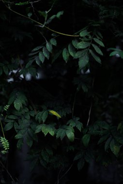 Ormanda yeşil yapraklar