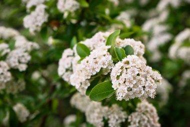 Şafakta açan Küçük Bahar Çiçekleri
