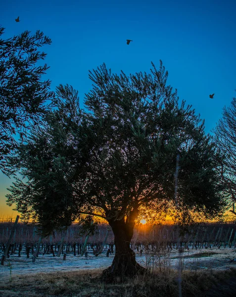 Parkın Güzel Manzarası — Stok fotoğraf