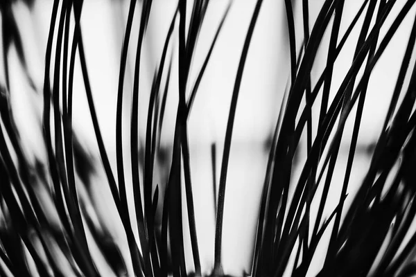 Palmiye yapraklı soyut arkaplan