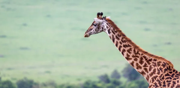 Une Girafe Masai Dans Savane Kenyane Sur Une Prairie — Photo