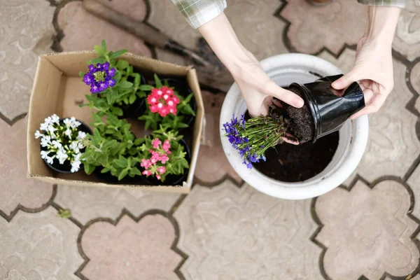 ポットに花を植える女性 — ストック写真