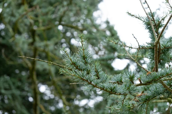 Grön Tall Gren Med Snö Bakgrunden Skogen — Stockfoto