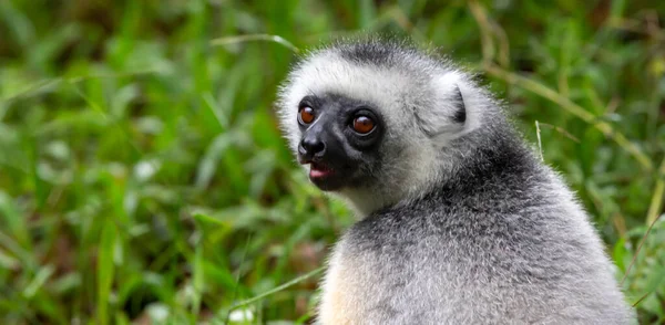 Lémurien Sifaka Est Assis Dans Herbe Regarde Qui Passe Dans — Photo