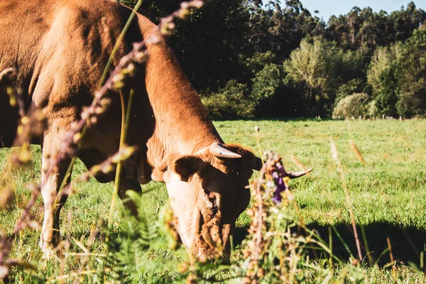 Flock Kor Som Betar Det Gröna Gräset — Stockfoto