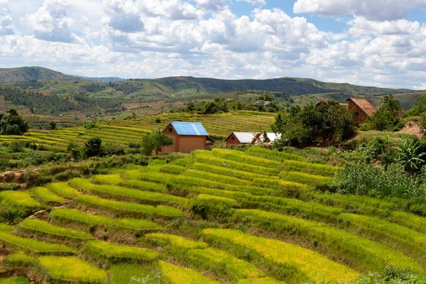 Táj Felvételek Zöld Mezők Tájak Sziget Madagaszkár — Stock Fotó