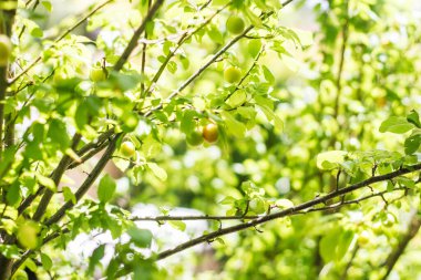 Olgun meyveli yeşil elma dalı güneşli bir günde