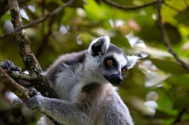 Madagaskar adasındaki yağmur ormanlarında halka kuyruklu lemur.