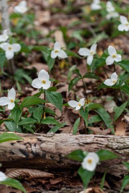 Ormanda güzel yabani çiçekler 