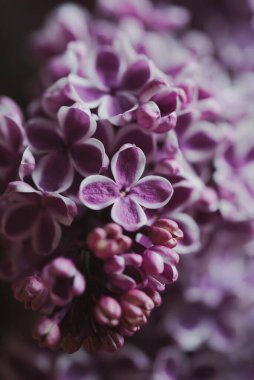 Bahçedeki güzel leylak çiçekleri