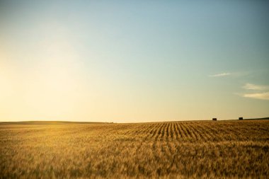 Kırsalda buğday tarlası