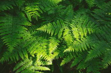 Yeşil eğreltiotu yapraklarının güneş ışığında dokusu