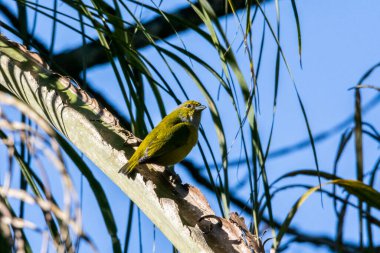 Sırtında mavi gökyüzü olan palmiye dalındaki küçük güzel kuş, Serrinha do Alambari, Rio de Janeiro, Brezilya