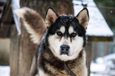 Kışın Alaska Malamute Köpeğinin Portresi.