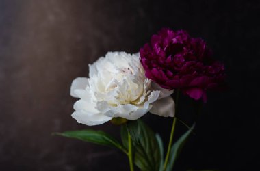 Koyu arkaplanda güzel bir şakayık buketi