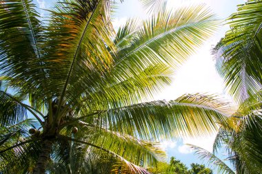 Sahilde palmiye ağacı