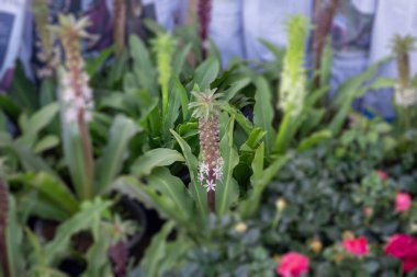 Saksıda satılık fabrika, stok fotoğrafı.