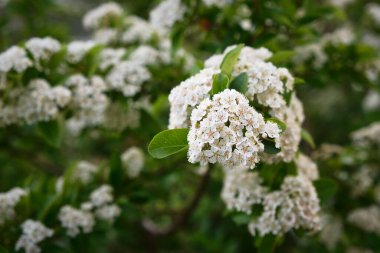 Şafakta açan Küçük Bahar Çiçekleri
