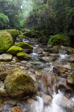 Güzel Atlantik yağmur ormanı nehri vahşi yeşil arazide akan su, Serrinha do Alambari, Serra da Mantiqueira, Rio de Janeiro, Brezilya