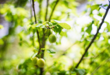 Bahçedeki ağaçta yeşil zeytin