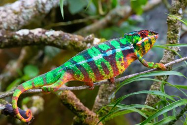 One chameleon moves along a branch in a rainforest in Madagascar clipart