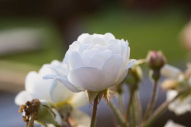 Yakın plan, yazın günbatımında çiçek açan beyaz bir gülün makro fotoğrafı..